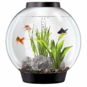 Office Fish Tank