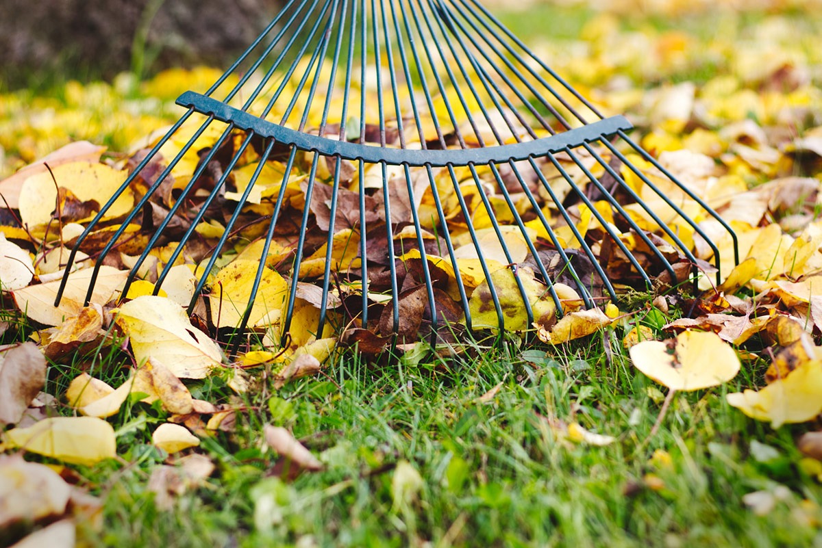 Autumn gardening tips