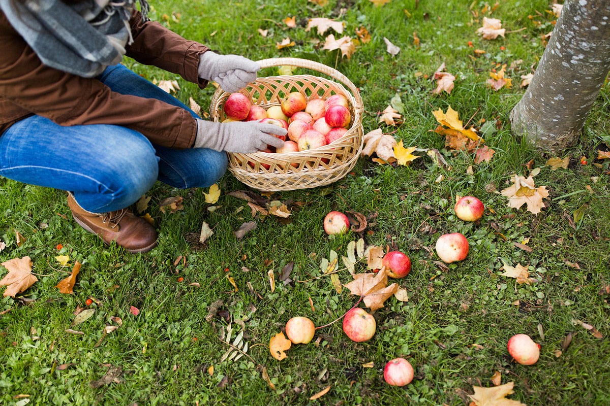 Harvesting fruit in Autumn