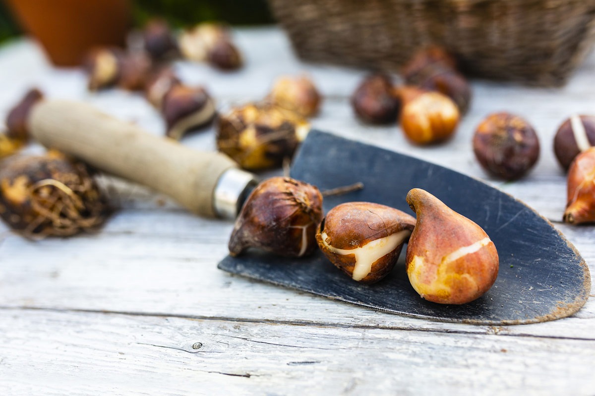 Planting Spring flowering bulbs